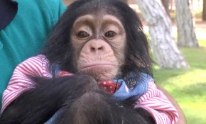 Minik şempanze "Can" reklam yüzü oluyor