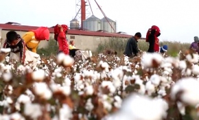 Pamuk işçilerinin zorlu bir günü