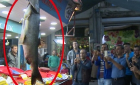 Dev 'turna balığı' yakalandı