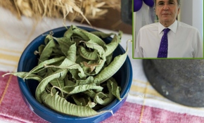 Saraçoğlu'ndan limon melisa vurgusu