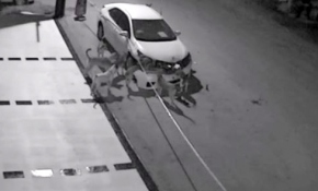 Hırsız "köpekler"