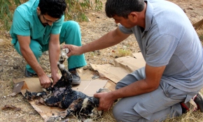 Zifte saplanan köpek yavrusu kurtarıldı