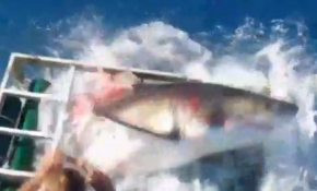 Belgeselcinin kafesine girdi!