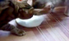 Sevimli kedilerin rekabeti güldürdü