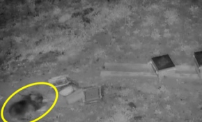Ayının arı kovanlarına saldırısı güvenlik kamerasına yansıdı