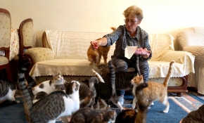 80 kedisiyle kiralık ev arıyor