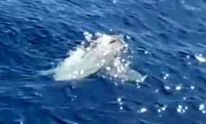 Yarım tonluk "ay balığı" turistleri şaşırttı