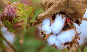 Çeyrek asır sonra yeniden pamuk yetiştirilmeye başlandı