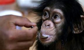 Minik şempanze "Can"a özel bakım
