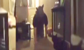 Kediye "kurt adam" şakası yapılırsa...
