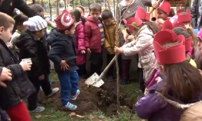 Minik eller "cumhuriyet" çınarı dikti