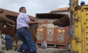 Pazaryeri'nde "genç çiftçi"lere düve dağıtıldı