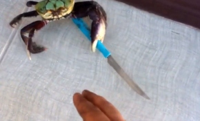 Yengeç köşeye sıkışınca...