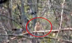 Karga sürüsü baykuşa böyle saldırdı