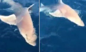 Oltasına köpekbalığı takıldı