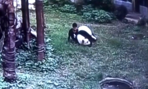 Panda sevgisi öldürüyordu