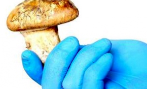 Sedir ormanlarından toplanıyor Japonya'ya ihraç ediliyor