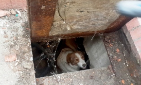 Tünelde doğum yapan köpek ve yavruları son anda kurtarıldı