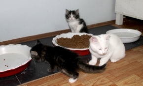 Van kedisi, annesiz kalan yavruları emziriyor