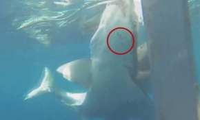 Beyaz köpekbalığının başka bir beyaza saldırı anı