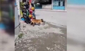Cips çalan "köpek"