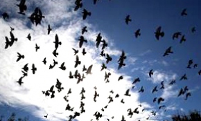 30 yıldır güvercinlere yem veriyor