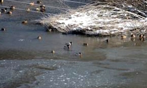 Sarıkamış'taki Ördek Gölü buz tuttu