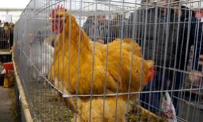 Bu horozlara güç yetmiyor