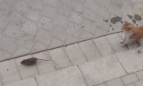 Kedi fare oyunu!