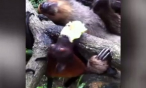 Yemeğini yarasaya kaptırdı