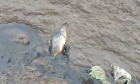 Kuruyan Behramkale Göleti'nde balıklar telef oldu