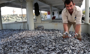 Bir gecede 500 ton hamsi avlandı
