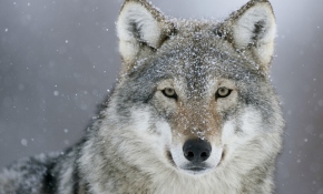 'Kurt' belgeseli TRT'de