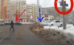 Köpekten trafik dersi!