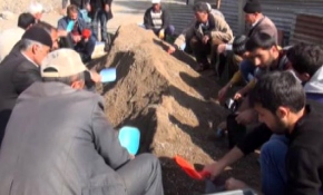 Muş'ta tüplü ceviz fidanı yetiştiriliyor