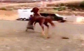 Vurulmasına öfkelenen at sahibini ezdi