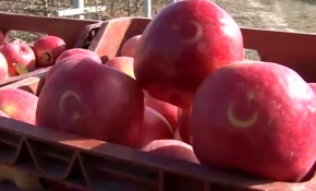 "Ay yıldızlı" elmalara talep çokluğu