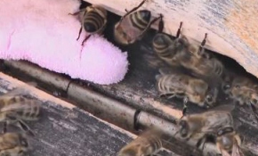 Arıcıların "kışlatma" hazırlığı