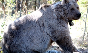 Göç eden boz ayılar, kış uykusuna çekildi