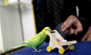 'Limon' yeteneğiyle şaşırtıyor