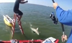 Merdiven ve oltayla köpekbalığı yakaladılar