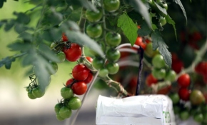 25 günde domates yetiştirdiler