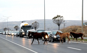 Yola çıkan atlar sürücülere zor anlar yaşattı