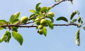 Erik ağaçları 'sonbaharda' meyve verdi