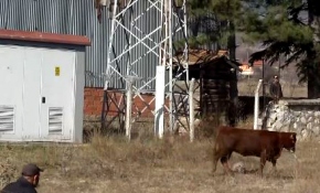 Törenden kaçan boğa 4 saatte yakalanabildi