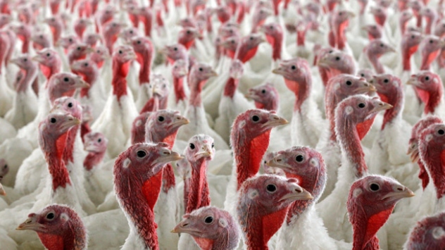 ABD'liler bir günde 1 milyar dolarlık hindi yiyecek