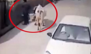 İnek adama saldırdı