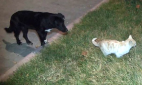 Kedi ile köpeğin şaşırtan dostluğu