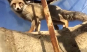 Tilki camiyi elektriksiz bıraktı