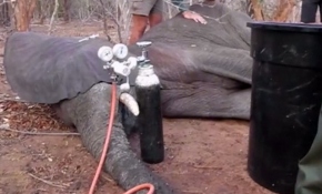 Çölde fil kurtarma operasyonu